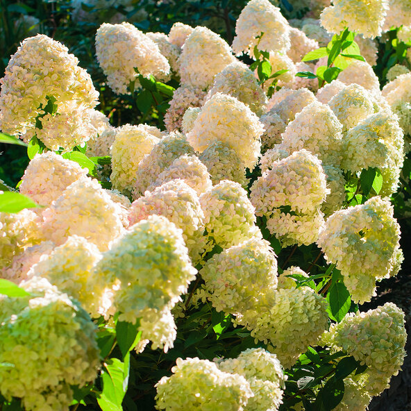 Hortensie Sternenleuchten, 6er-Set