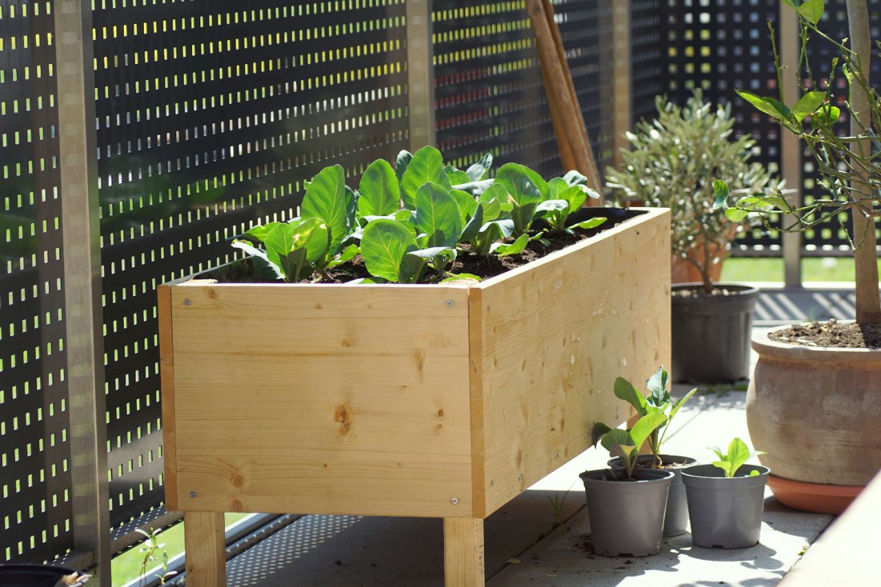Hochbeet aus hellem Holz mit Pflanzen auf einer Terrasse mit grauen Fliesen, umgeben von einem Zaun und anderen Pflanzen