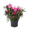 Zwerg-Rhododendron Blattzauber