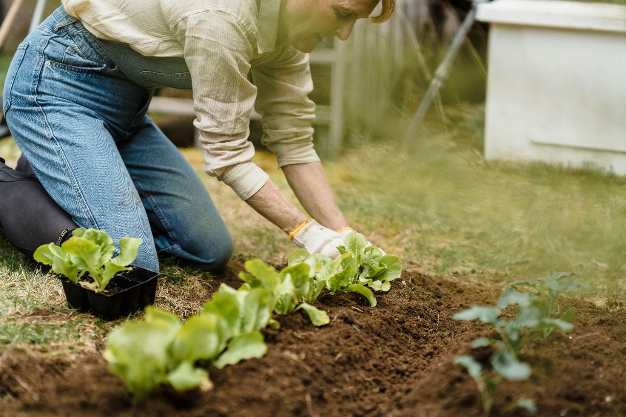 Eine Frau kniet auf dem Boden im Garten und pflanzt Salatköpfe der Reihe nach in die Erde ein.