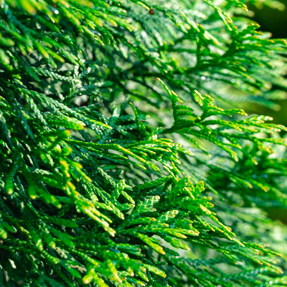 Lebensbaum-Hecke Thuja Smaragd, 30 Stk.