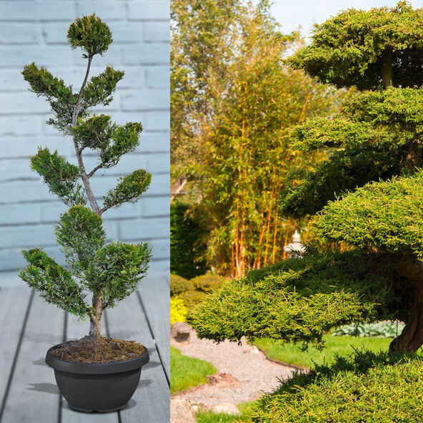 Leyland-Zypresse Bonsai