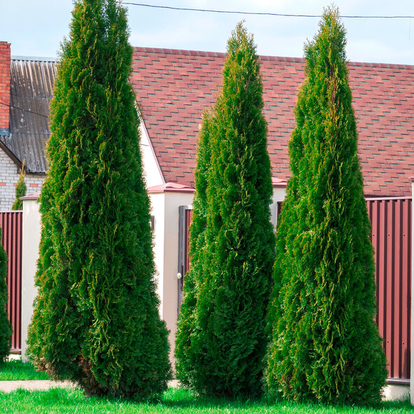 Lebensbaumhecke Easy Care