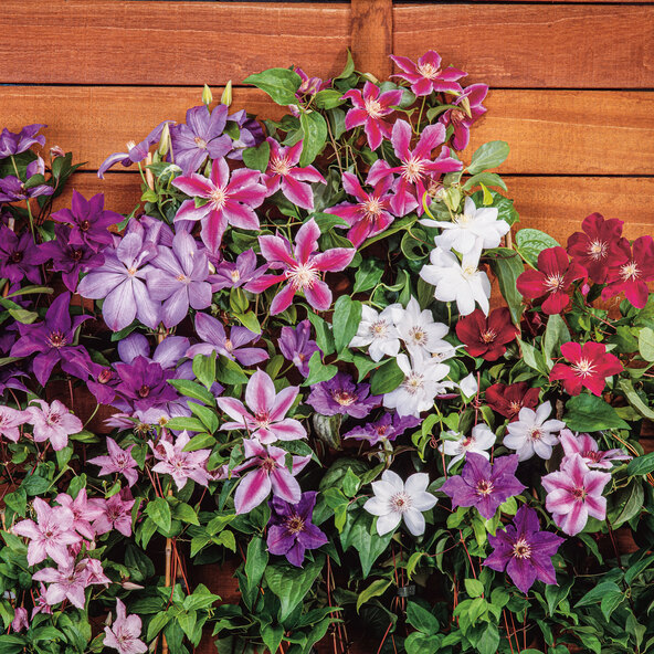 Waldrebe Clematis, 3er-Set