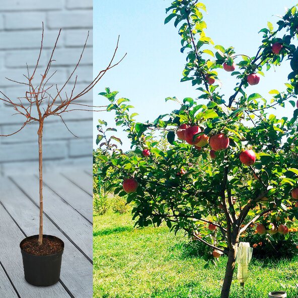 Terrassenapfel Jettes Apfeltraum
