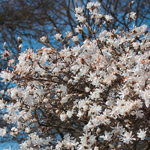 Sternmagnolie Sternenhimmel