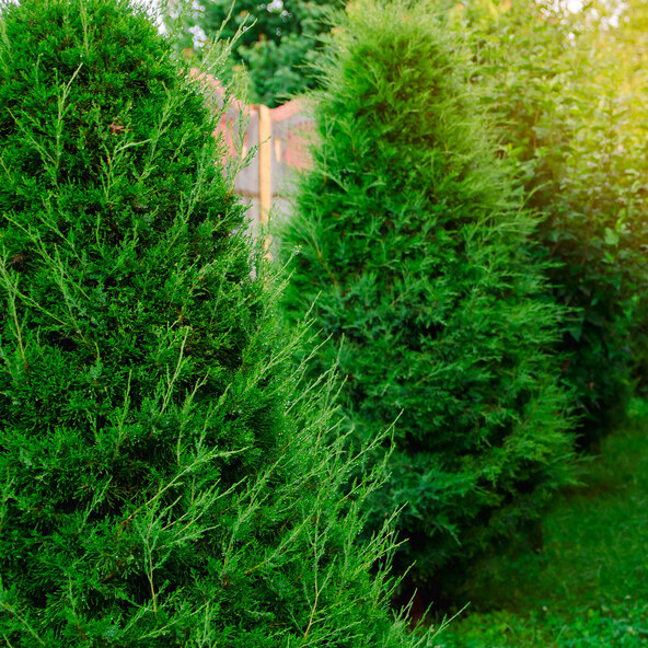 Lebensbaum-Hecke Thuja Brabant, 10 m