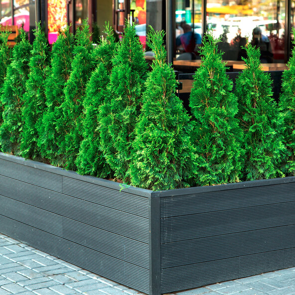 Lebensbaum-Hecke Thuja Smaragd, 30 Stk.