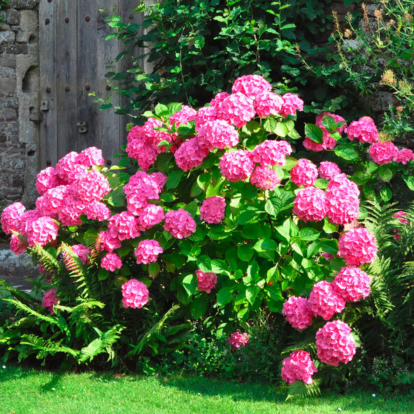 Gartenhortensie Rock & Roll