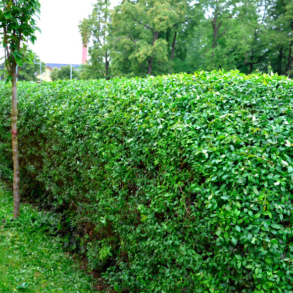 Liguster-Hecke, ovalblättrig, 30 Stk.