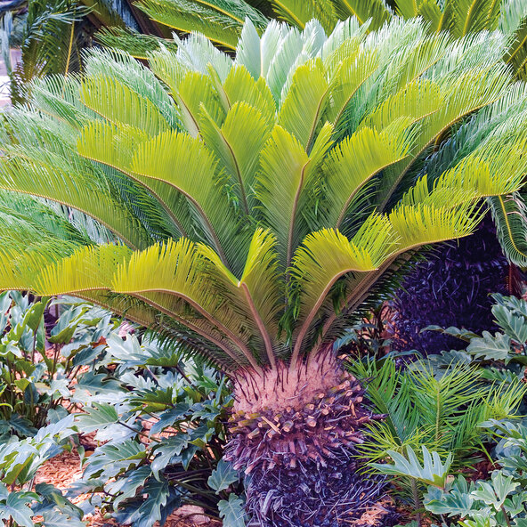 XXL-Palmfarn