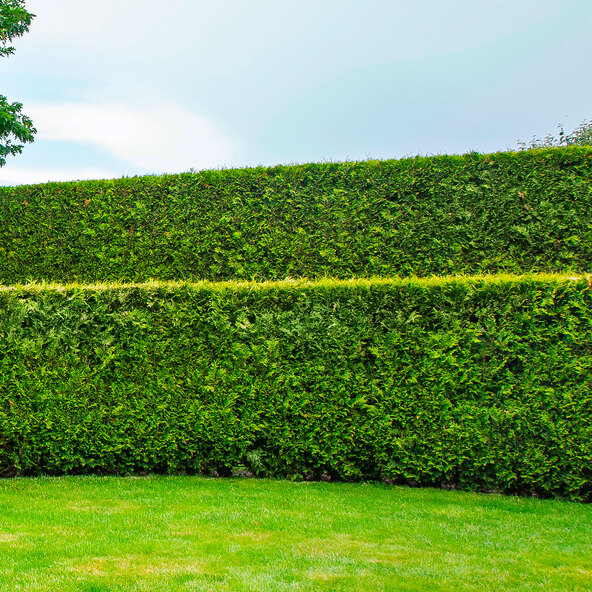 Lebensbaum-Hecke Thuja Brabant, 10 m