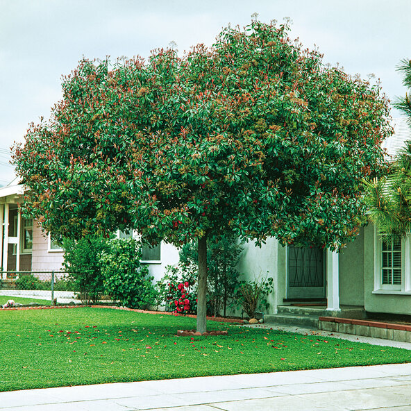 Photinia Red Robin, 200–220 cm 