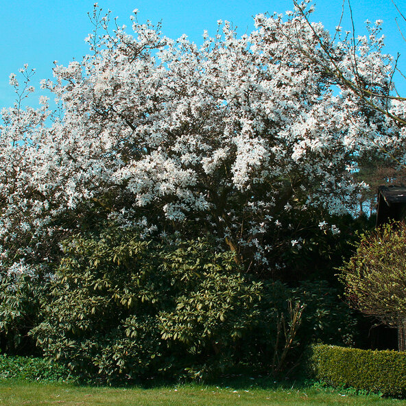 Sternmagnolie Sternenhimmel