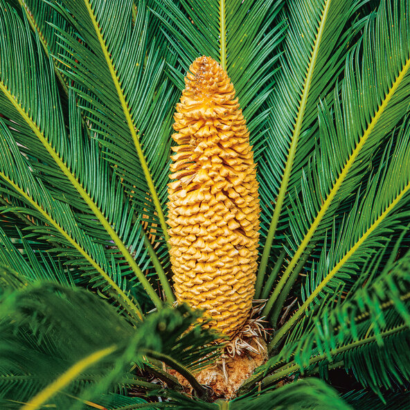 XXL-Palmfarn