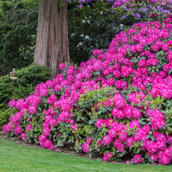 Rhododendron, 2er-Set