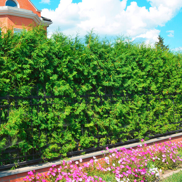 Lebensbaum-Hecke Thuja Brabant, 10 m