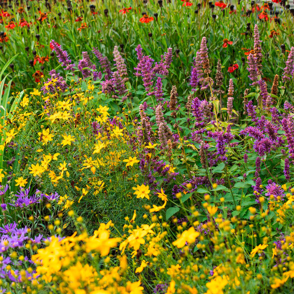 Stauden-Set Frühling, 12er-Set
