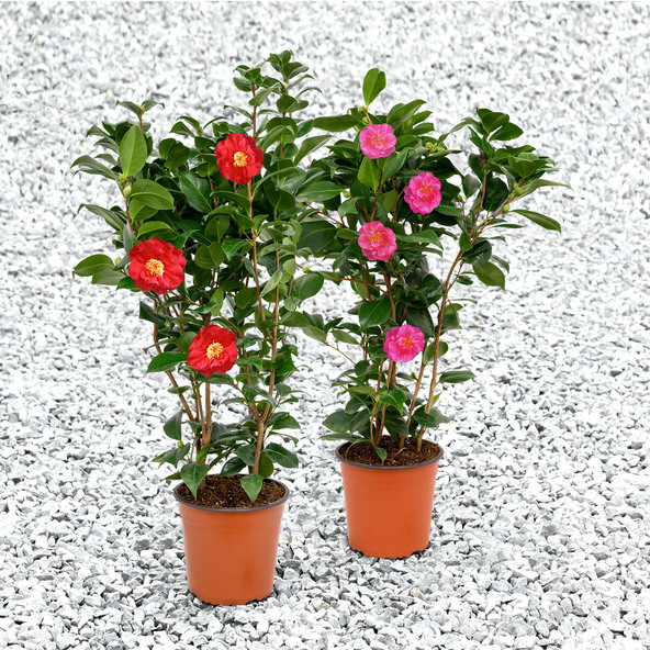 Gartenkamelie, rot