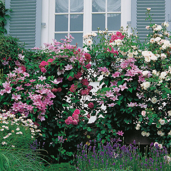Kletterrosen und Clematis 3er-Set