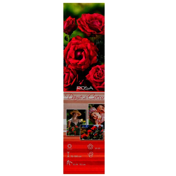 Drei rote Edelrosen der Sorte 'Dame de Coeur' in voller Blüte und geschlossenem Zustand, mit grünen Blättern vor neutralem Hintergrund.