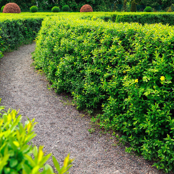 Liguster-Hecke, ovalblättrig, 30 Stk.