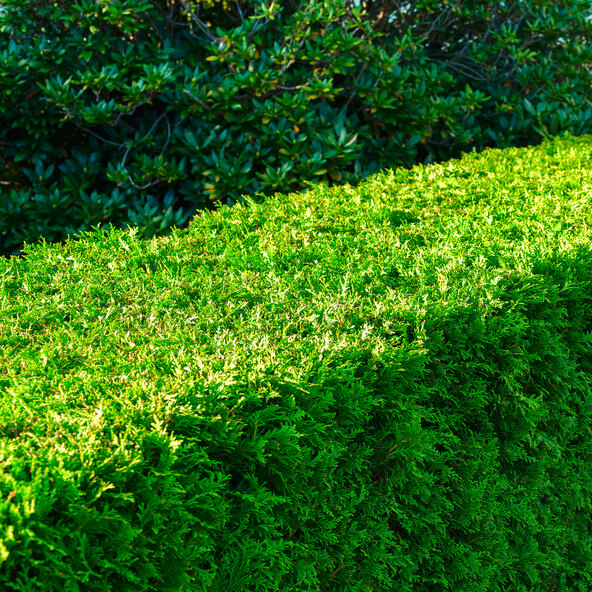 Lebensbaum-Hecke Thuja Smaragd, 30 Stk.