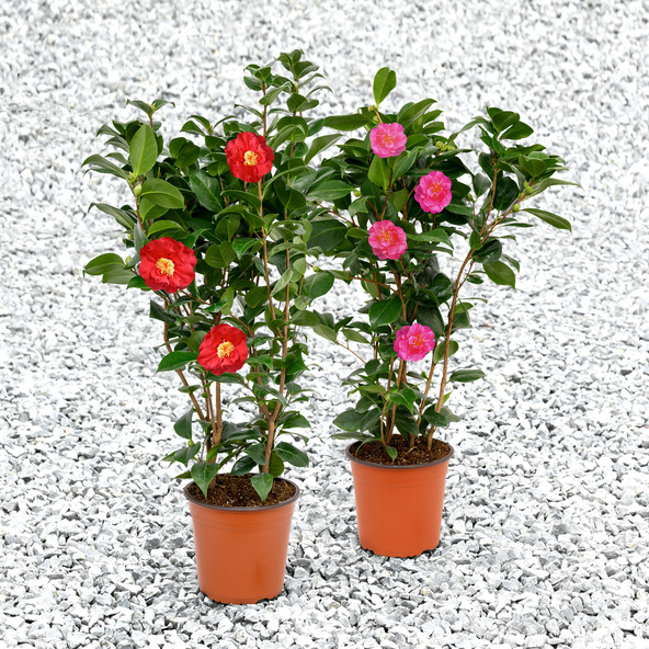 Gartenkamelie, rosa