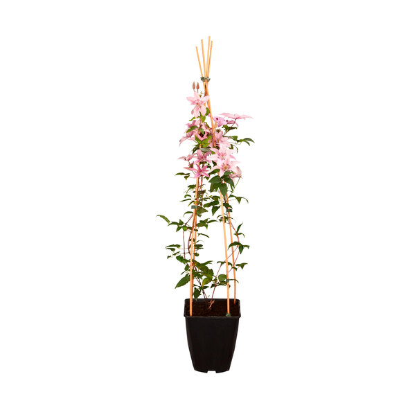 Kletterrosen und Clematis 3er-Set