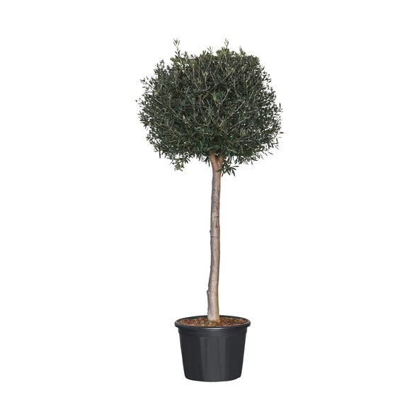 Olivenstamm XXL Olea europaea