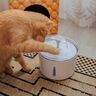 Wasserspender für Tiere