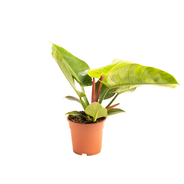 Philodendron Imperial Green