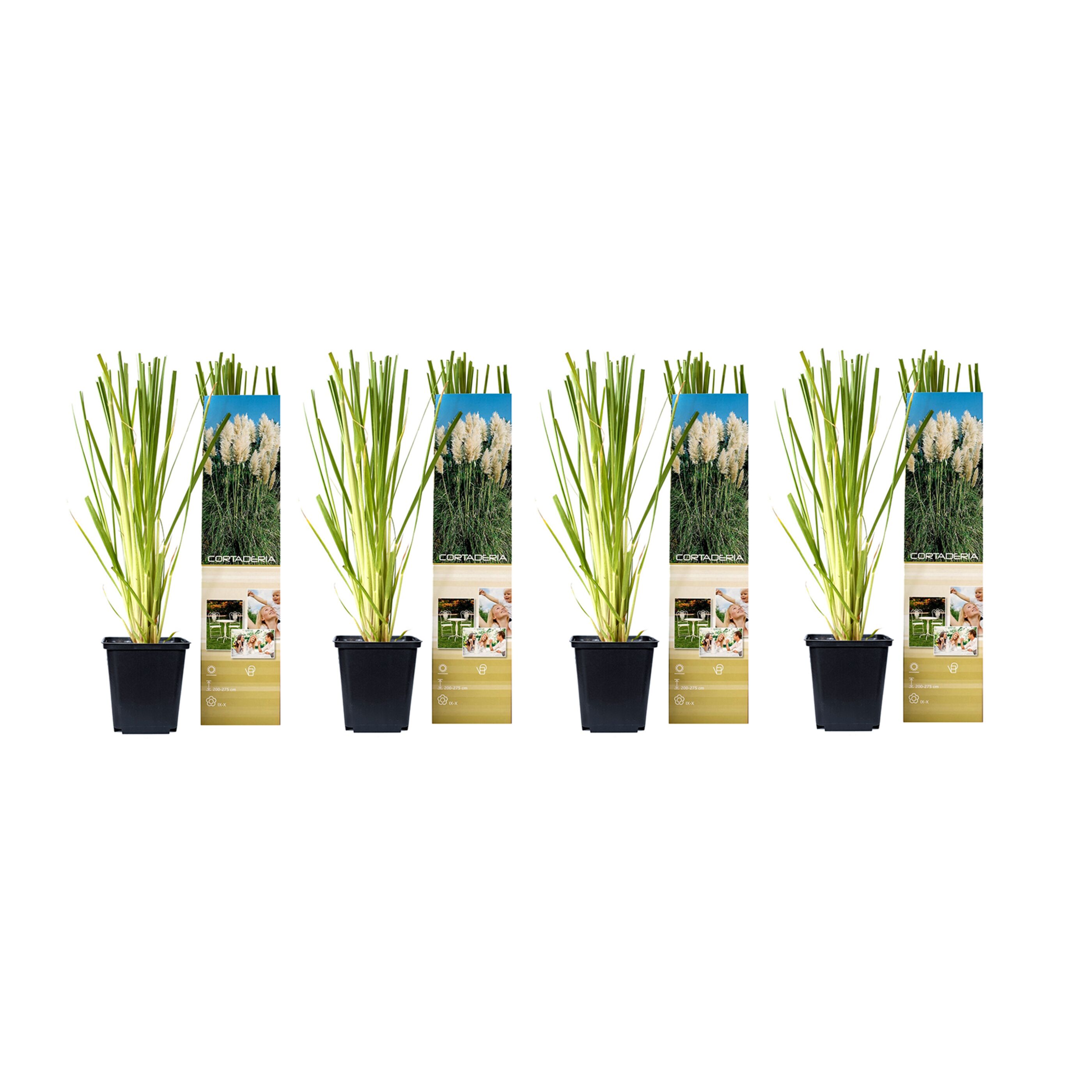 Pampasgras, 4er Set ALDI