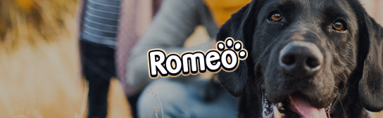 Header für Eigenmarken_ALDI_Onlineshop_ROMEO_544x168px_xs.jpg