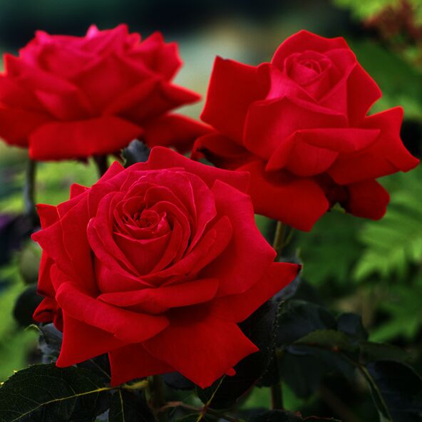 Drei rote Edelrosen der Sorte 'Dame de Coeur' mit geöffneten Blüten und grünen Blättern vor neutralem Hintergrund.