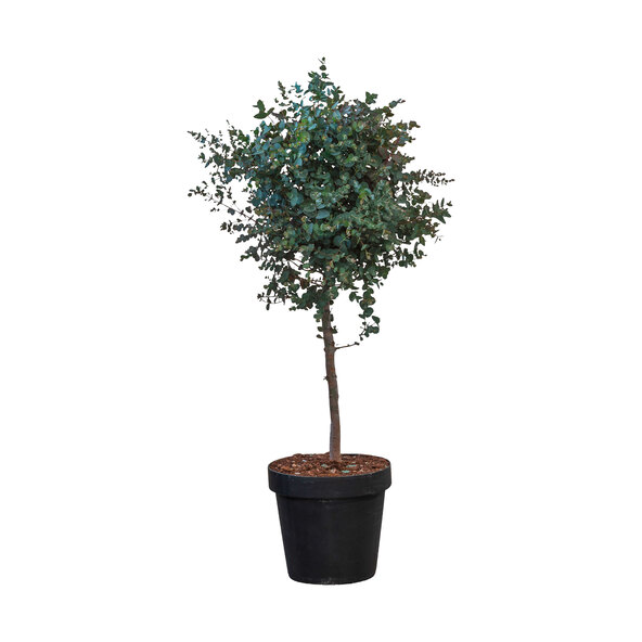 Eukalyptus-Stamm