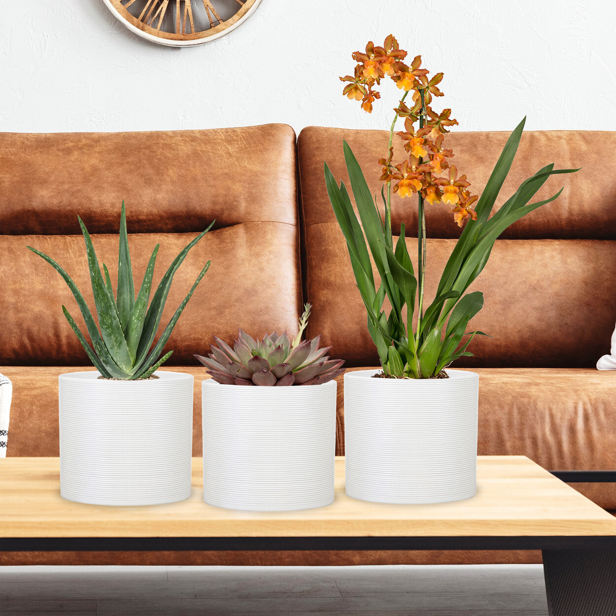 Scheurich Keramik Blumentopf, 3er Set ALDI ONLINESHOP