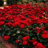 Drei rote Edelrosen der Sorte 'Dame de Coeur' in voller Blüte, vor einem unscharfen, hellen Hintergrund. Die Rosen zeigen eine intensive, samtige Textur.